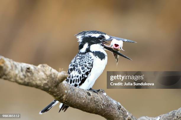 the best fisher - pied kingfisher ceryle rudis stock pictures, royalty-free photos & images