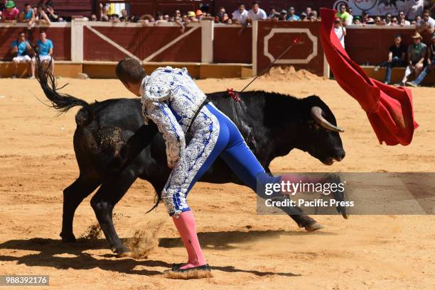 Spanish bullfighter Enrique Ulises performs with a Laura Velasco ranch fighting bull during a bullfight at the 'La Chata' bullring in Soria, north of...