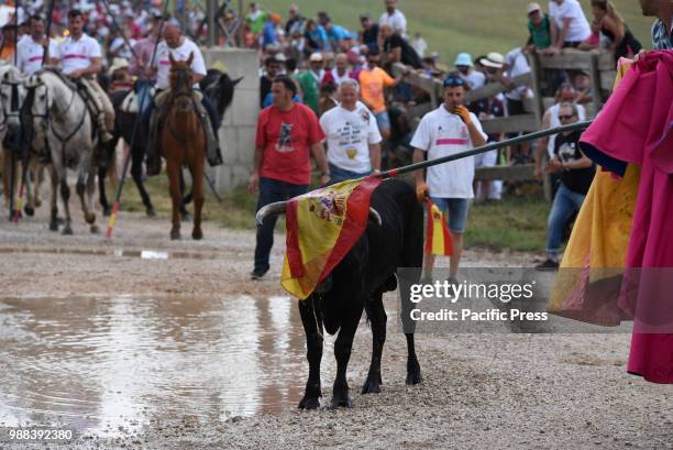 Bull, with a flag of Spain in its head, stands in puddle of water during the celebration of 'La Saca'. The city of Soria, in north Spain, celebrated...