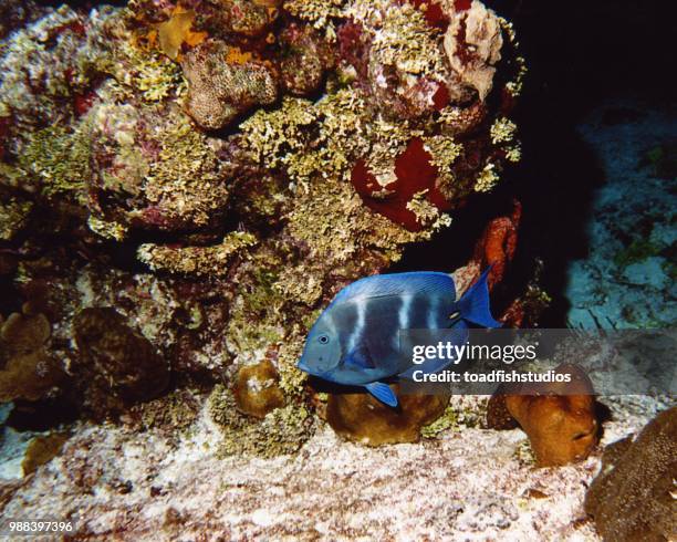blue tang coz 00 - blue tang fish photos et images de collection