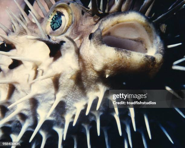 puffy 86 - balloonfish imagens e fotografias de stock