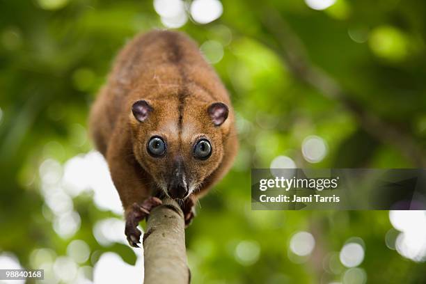 a small cuscus as it walks down a tree - kuskus stock-fotos und bilder