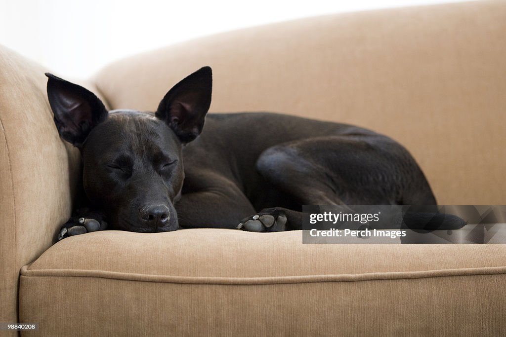 Dog sleeping on the couch.