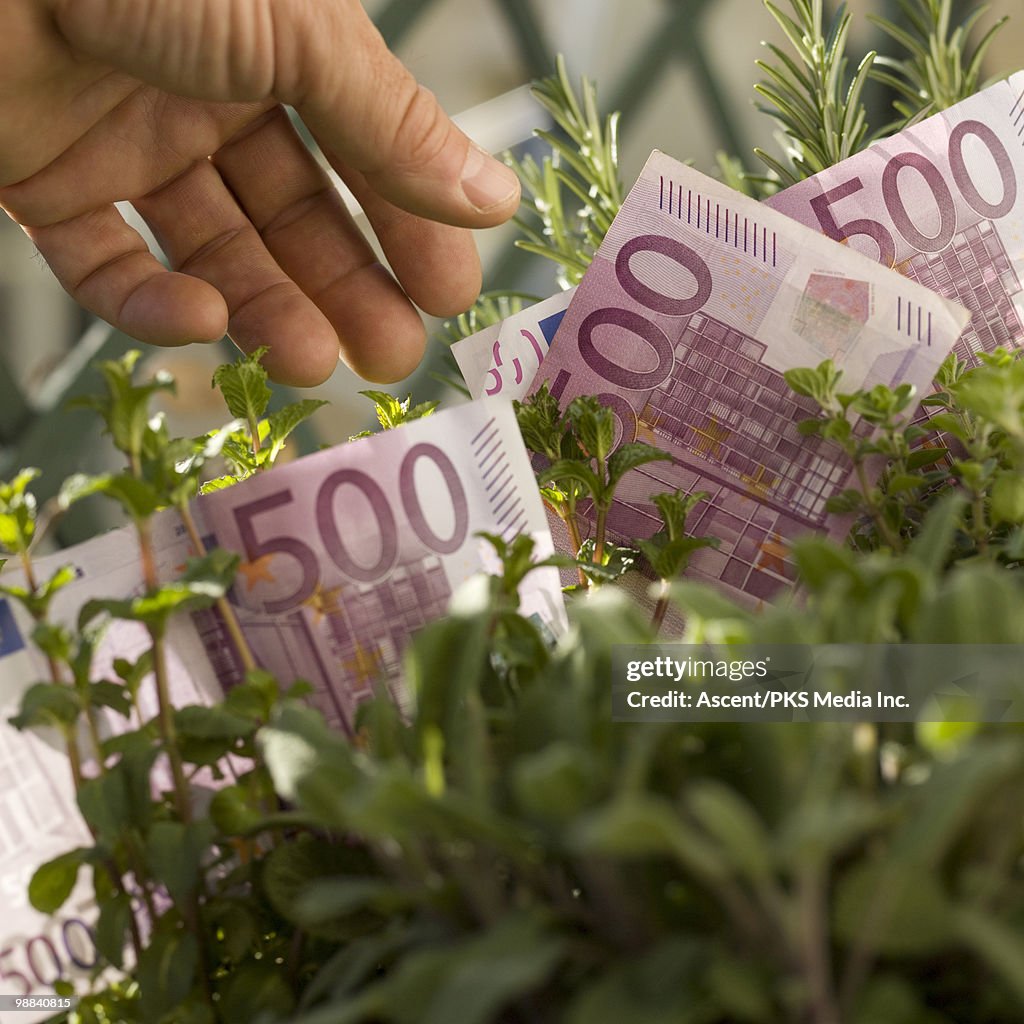 Man's hand plucks 500 euro notes from green hedge