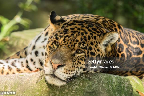 leopard - madre 個照片及圖片檔