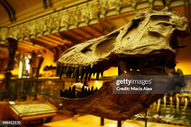 e.jpg - t rex fossil stock pictures, royalty-free photos & images