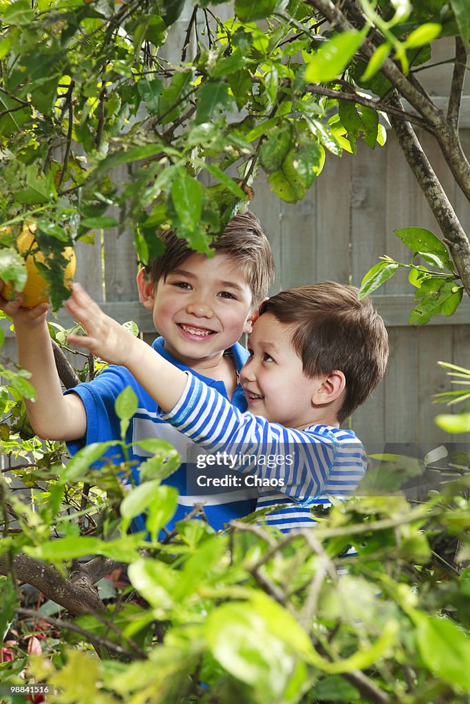Brothers picking Grapefruit