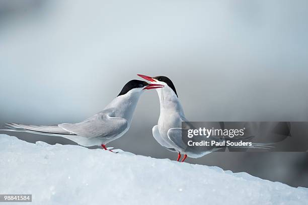 arctic terns, skaftafell national park, iceland - キョクアジサシ ストックフォトと画像