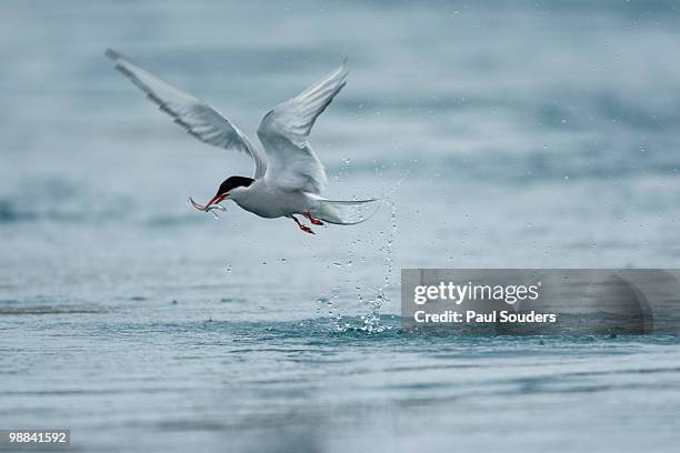 arctic terns, skaftafell national park, iceland - carrying in mouth stock pictures, royalty-free photos & images