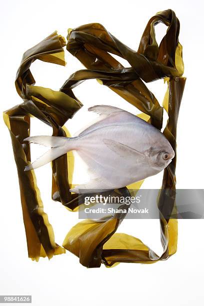 whole fish on seaweed - shana novak stock pictures, royalty-free photos & images