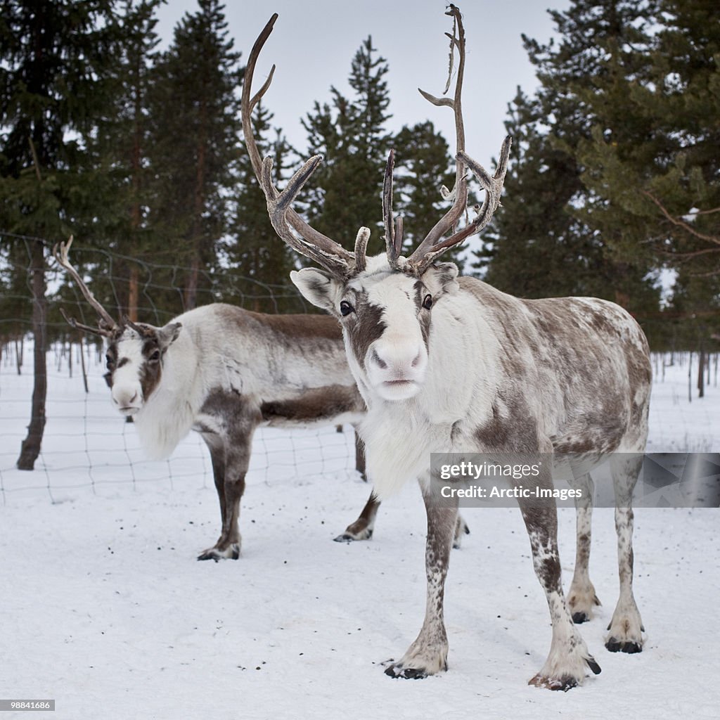 Reindeer, Sweden