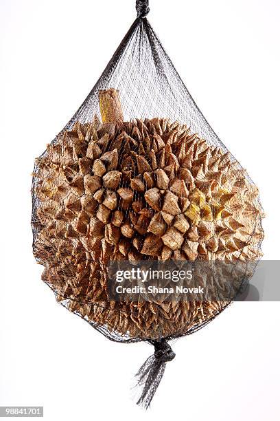 durian fruit in netting - shana novak imagens e fotografias de stock