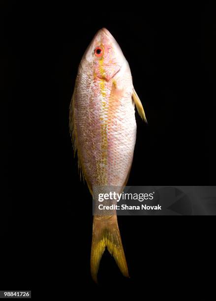 whole sea bass - shana novak imagens e fotografias de stock