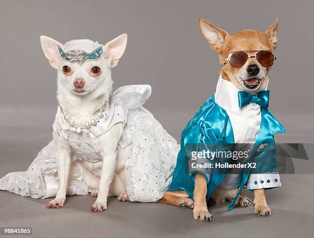 dogs in tux and wedding dress - abbigliamento formale foto e immagini stock