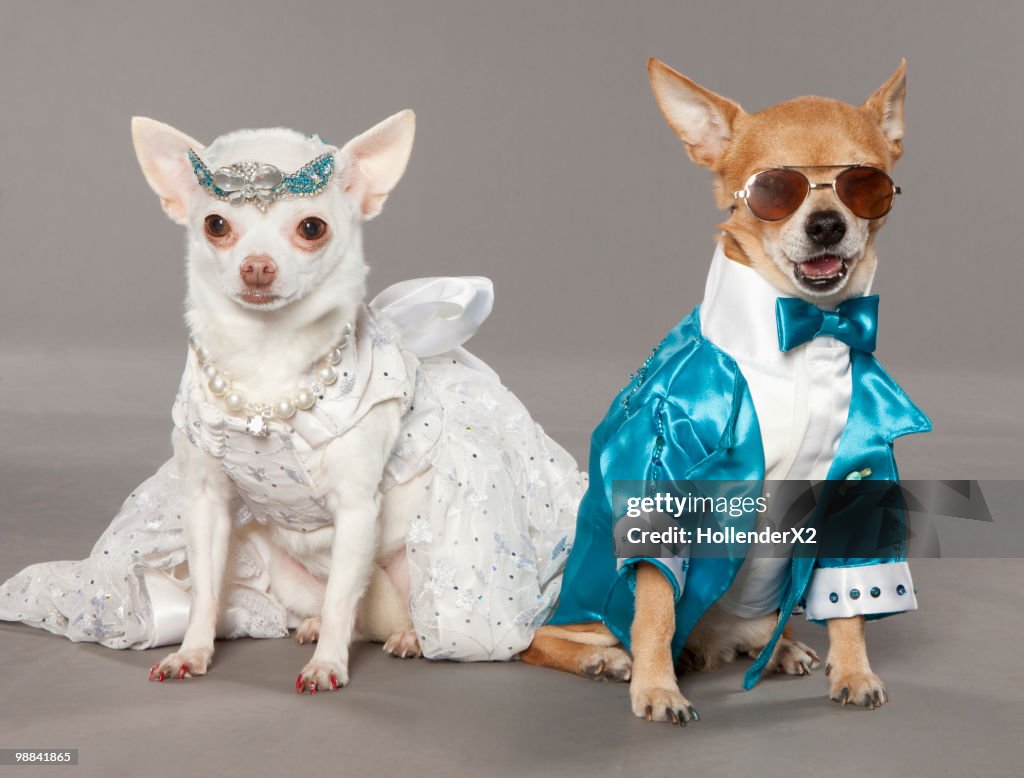 Dogs in tux and wedding dress