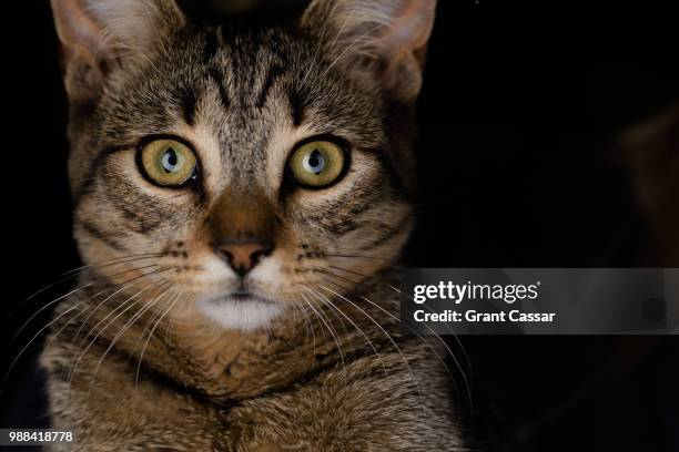 tiga the foster cat - tiga stock pictures, royalty-free photos & images
