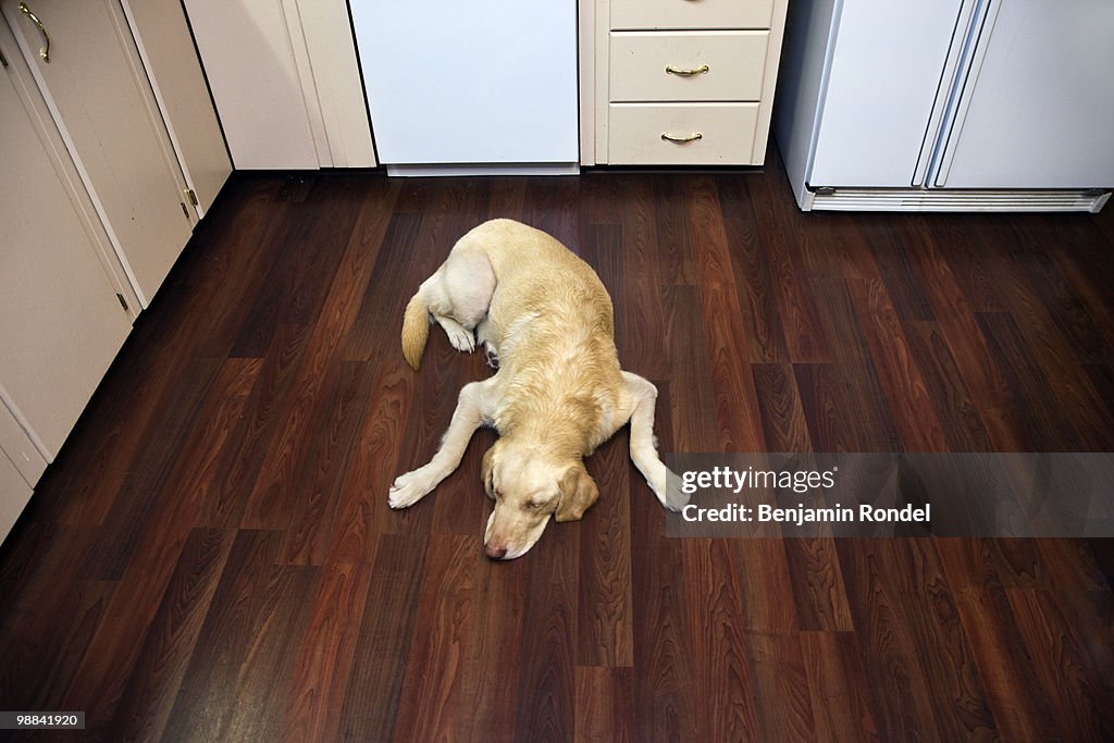 Resting on Floor