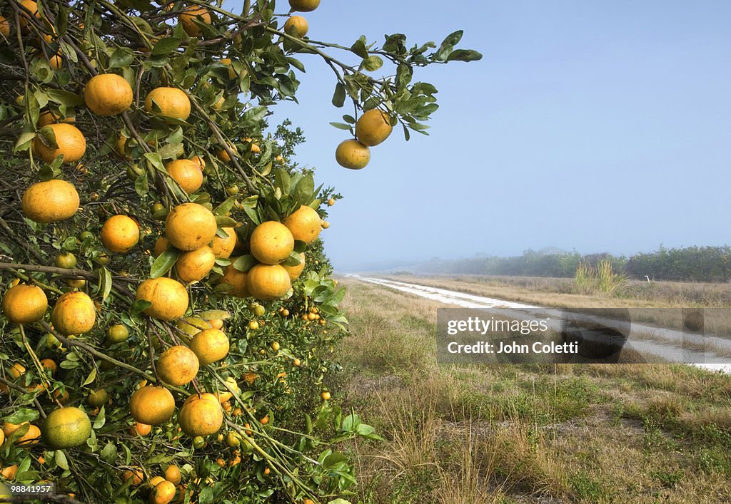Orange Grove