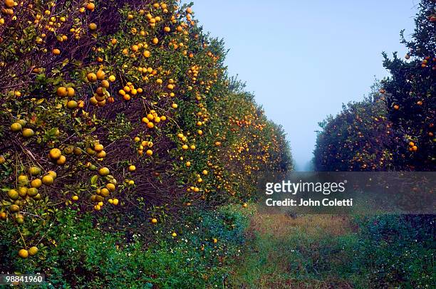 orange grove - citrus grove stock pictures, royalty-free photos & images