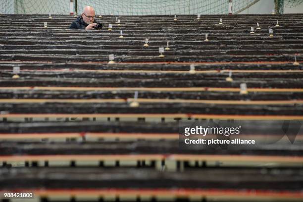 Teachers at the Philipp Reis school photographs a giant "hedgehog slice" in a gymnasium during an attempt to break a world record in Berlin, Germany,...