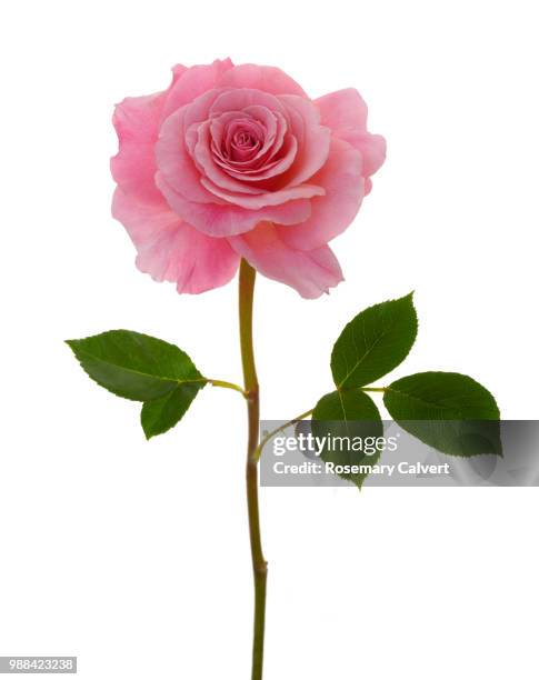 fragrant pink rose, rosa congratulations & leaves. - rose thé hybride photos et images de collection