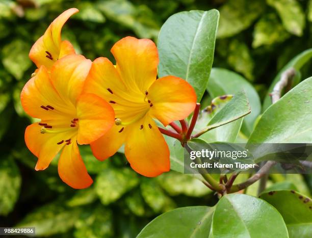 orange edged flower - edged stock pictures, royalty-free photos & images