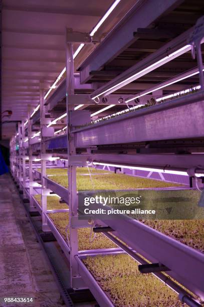 Herbs growing in shelves in a former air-raid bunker in London, United Kingdom, 06 November 2017. Herbs are being grown in the shelves under the...