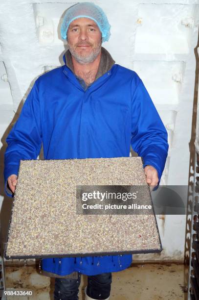 Steven Dring holding a tin with a carpet on which herbal seeds are inserted in a former air-raid bunker in London, United Kingdom, 06 November 2017....