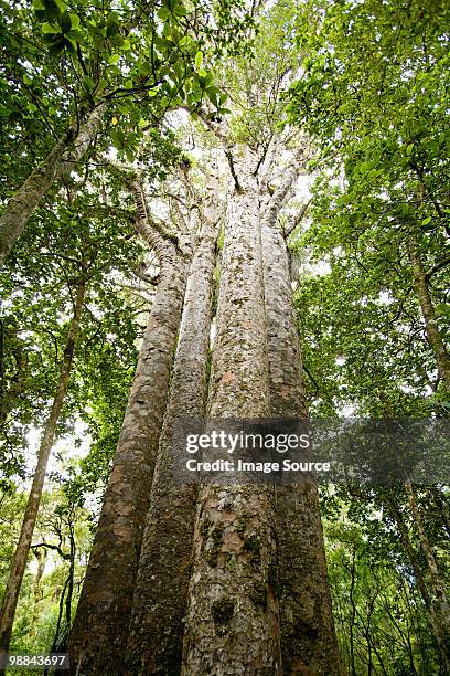 northland, waipoua forest, giant kauri trees - kauri tree stock-fotos und bilder