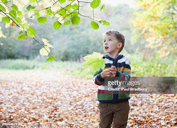 boy holding autumn leaf - forest walking front stock pictures, royalty-free photos & images