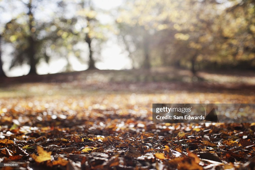 Park clearing in autumn