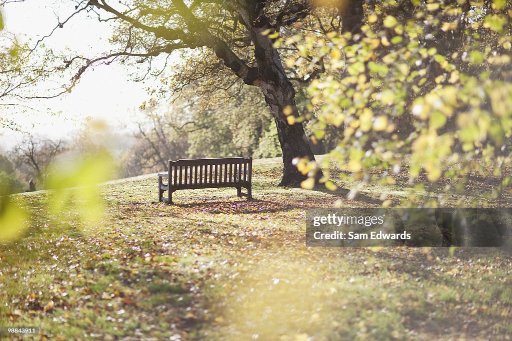 Banco del parque de compensación en otoño