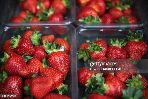 Punnets of strawberries are stacked at BR Brooks & Son farm in Faversham, south east England on June 29, 2018. After weeks of uninterrupted sunshine...