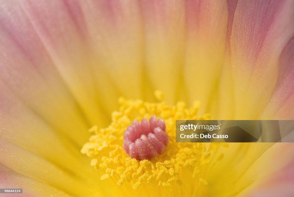 Close up of tom thumb cactus