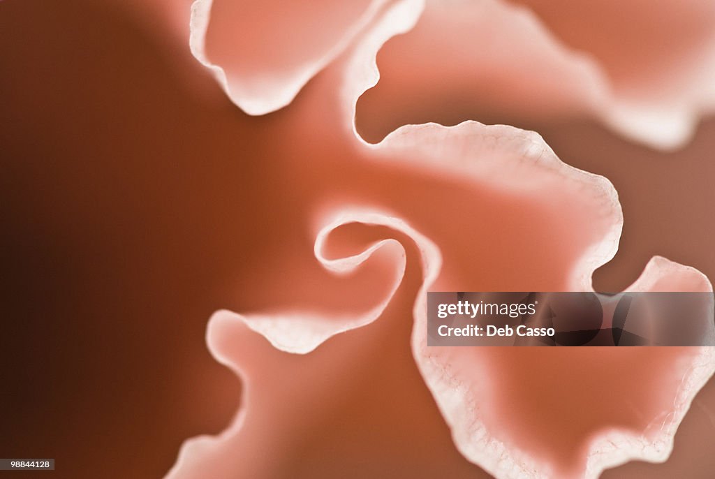 Close up of pink poppy