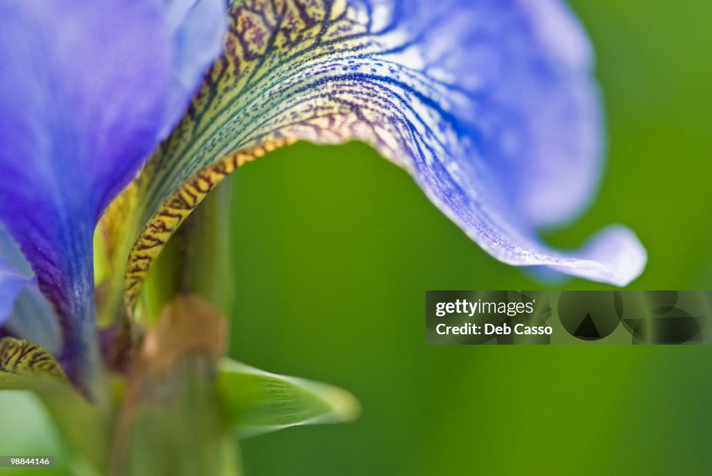 Close up of purple iris