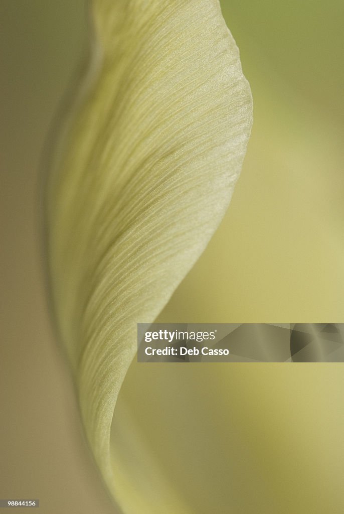 Close up of pale tulip