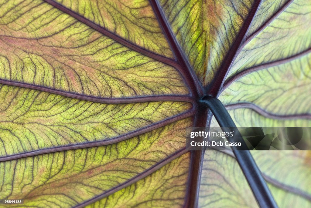 Close up of colocasia esculenta leaf