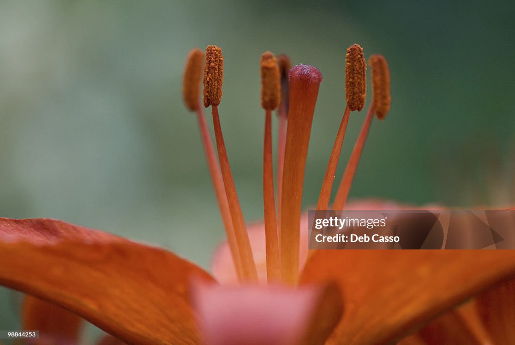 Close up of orange lily