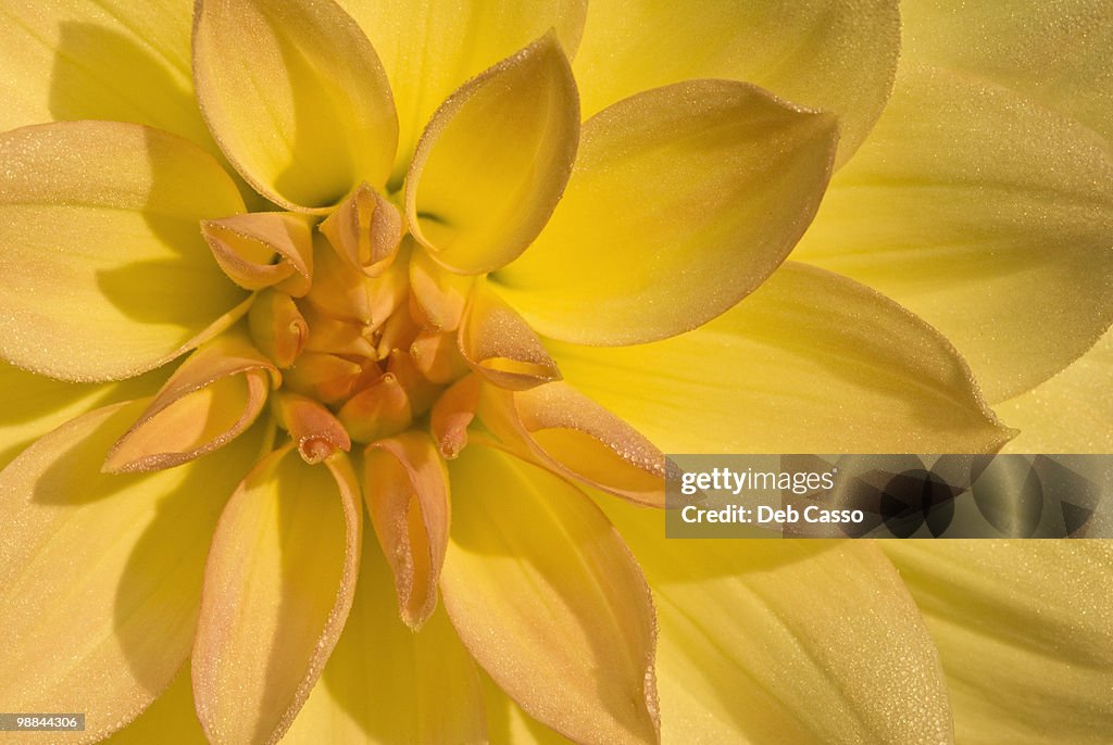 Close up of yellow dahlia