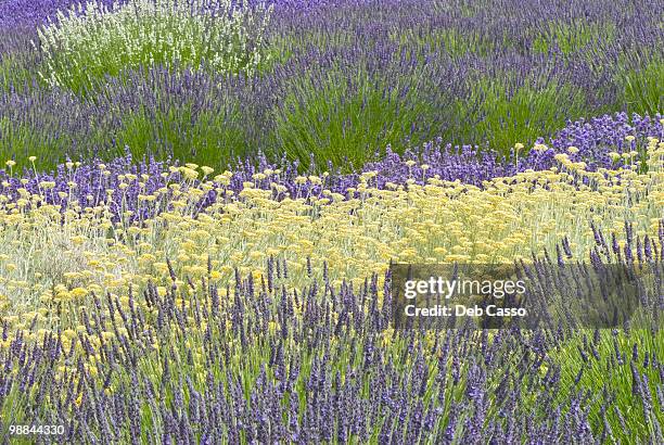 field of blooming lavender - sequim stock pictures, royalty-free photos & images