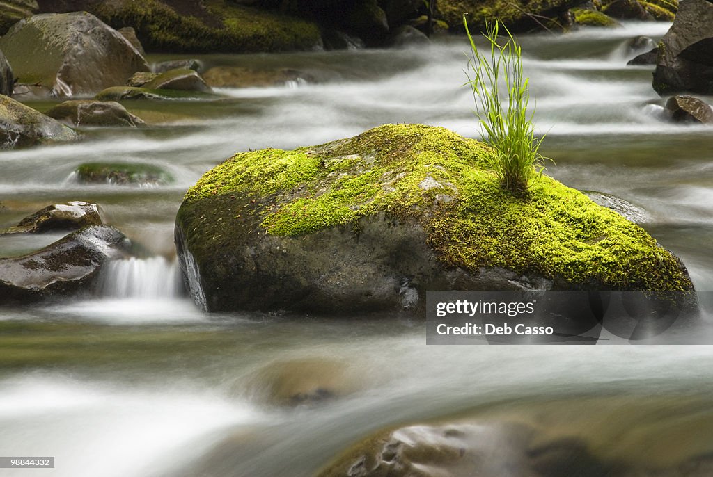 Rushing water in Sol Duc river, Olympic National Park, Washington