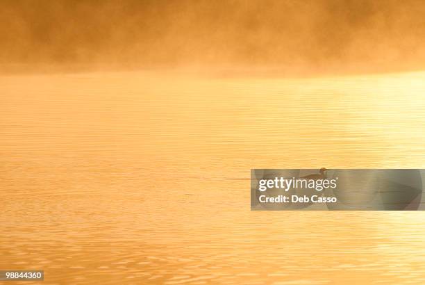 merganser swimming in water - common merganser stockfoto's en -beelden