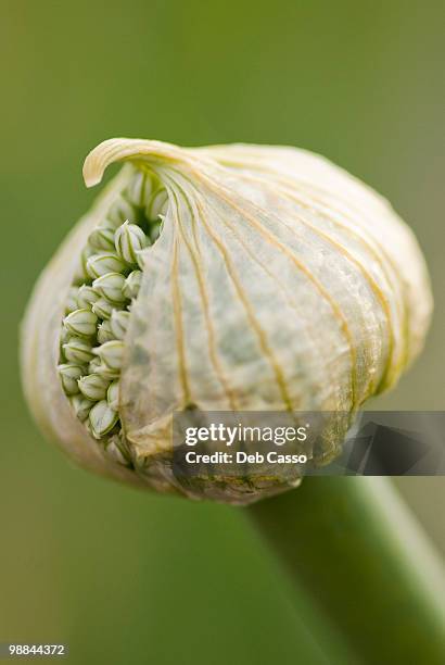 close up of leek blossom - leek stock pictures, royalty-free photos & images