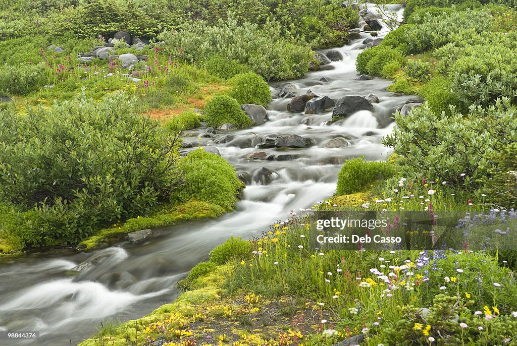 Blurred water in stream and wildflowers