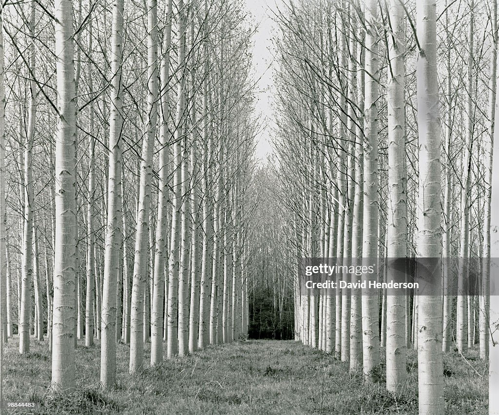 Bare, white-trunked trees