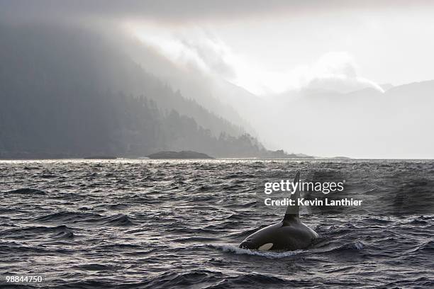 orca swimming off queen charlotte islands, british columbia, canada - orca stock pictures, royalty-free photos & images