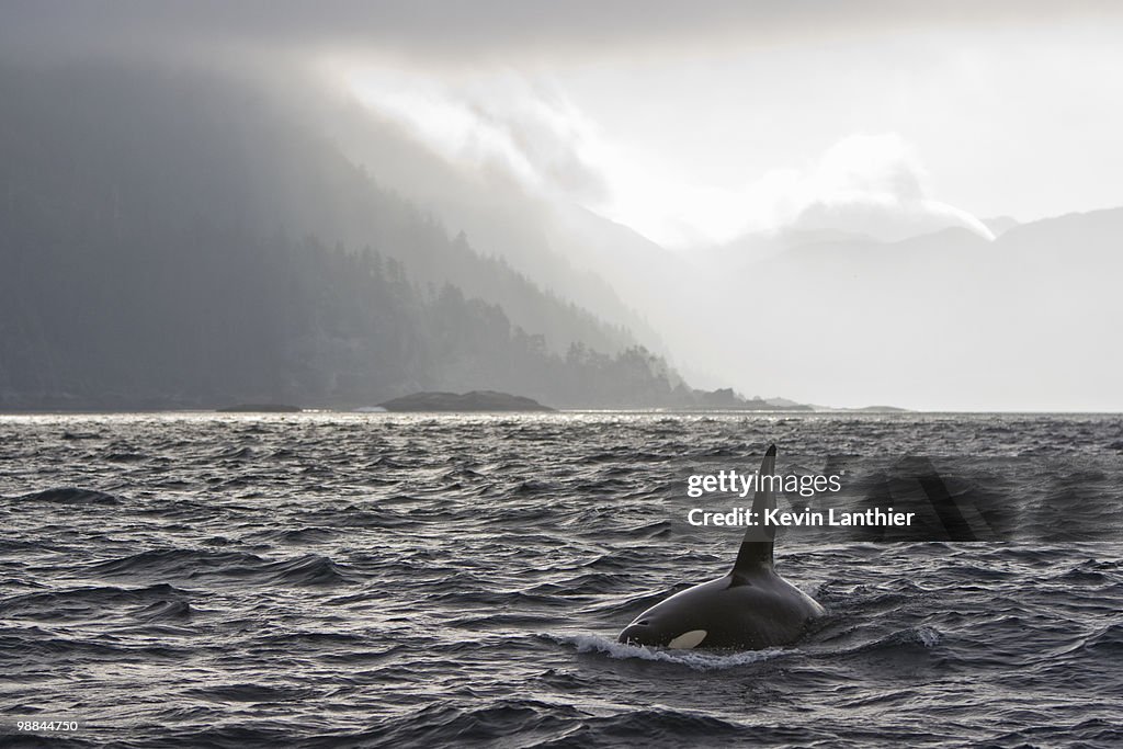 Orca swimming off Queen Charlotte Islands, British Columbia, Canada