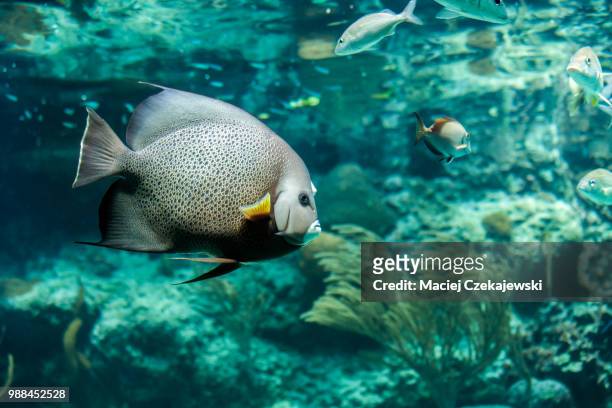 french angelfish closeup - gray angelfish fotografías e imágenes de stock