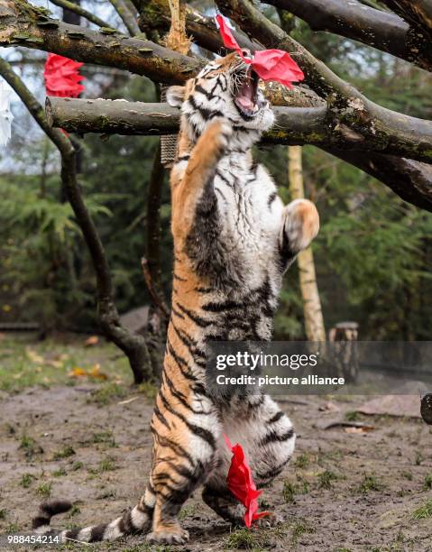 Tiger "Yasha" reaches for Christmas stars hanging from tree branches, filled with food inside his cage at the Zoo Hagenbeck in Hamburg, Germany, 5...